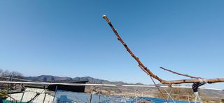 달맛햇복숭아농원님의 복숭아 · 자유게시판 작성글 사진