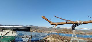 달맛햇복숭아농원님의 복숭아 · 자유게시판 작성글 사진