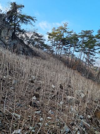 팜모닝회원 정정섭 님의 두릅 · 영농일지 작성글 사진