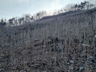 팜모닝회원 정정섭 님의 두릅 · 영농일지 작성글 사진