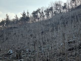 팜모닝회원 정정섭 님의 두릅 · 영농일지 작성글 사진