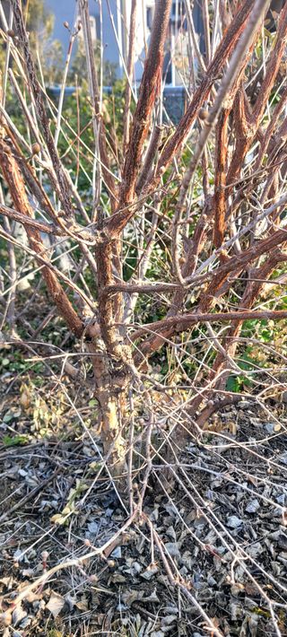 코람데오창조농장님의 농사, 무엇이든 물어보세요! · 참여글 작성글 사진