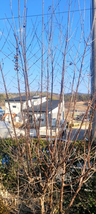 코람데오창조농장님의 농사, 무엇이든 물어보세요! · 참여글 작성글 사진