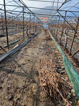 팜모닝 포도·영농일지 게시글 이미지