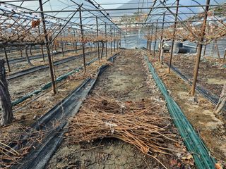 배추8281님의 포도 · 영농일지 작성글 사진