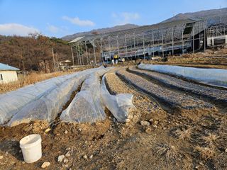 배추8281님의 마늘 · 자연재해•동물피해 작성글 사진