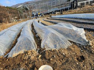 배추8281님의 마늘 · 자연재해•동물피해 작성글 사진