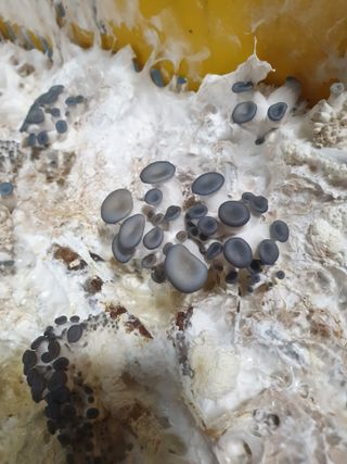 한농농약종묘사님의 버섯 · 일상 작성글 사진