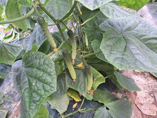 신동원님의 함께 일하는 동료는 몇명인가요? · 참여글 작성글 사진