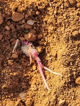 팜모닝 감자·영농일지 게시글 이미지