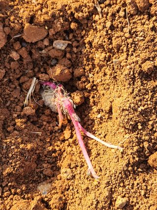 팜블리분매리농윈님의 감자 · 영농일지 작성글 사진