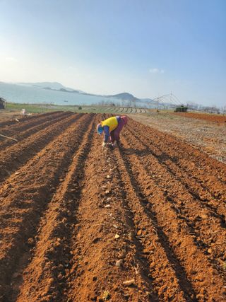 팜블리분매리농윈님의 감자 · 영농일지 작성글 사진