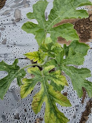 조현기 님의 귤 · 병해충상담 작성글 사진