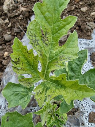 조현기 님의 귤 · 병해충상담 작성글 사진