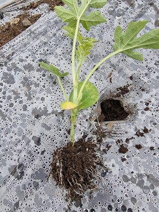 조현기 님의 귤 · 병해충상담 작성글 사진