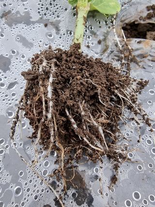 조현기 님의 귤 · 병해충상담 작성글 사진