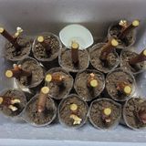 팜모닝 포도·자유게시판 게시글 이미지