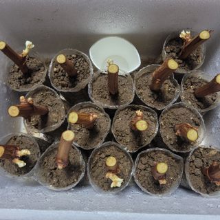 박기식 님의 포도 · 자유게시판 작성글 사진