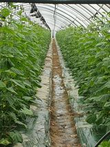 팜모닝 함께 일하는 동료는 몇명인가요?·참여글 게시글 이미지