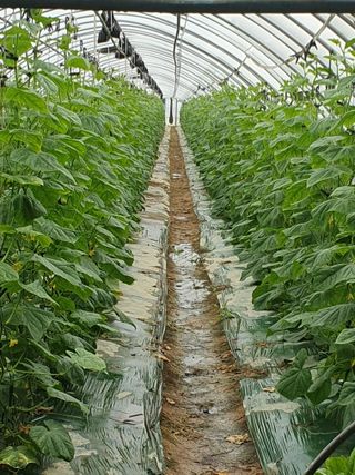 김인선님의 함께 일하는 동료는 몇명인가요? · 참여글 작성글 사진