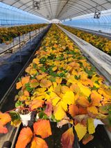 팜모닝 함께 일하는 동료는 몇명인가요?·참여글 게시글 이미지