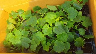 김인선님의 오이 · 자유게시판 작성글 사진