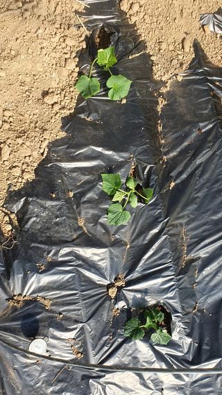 김인선님의 오이 · 자유게시판 작성글 사진