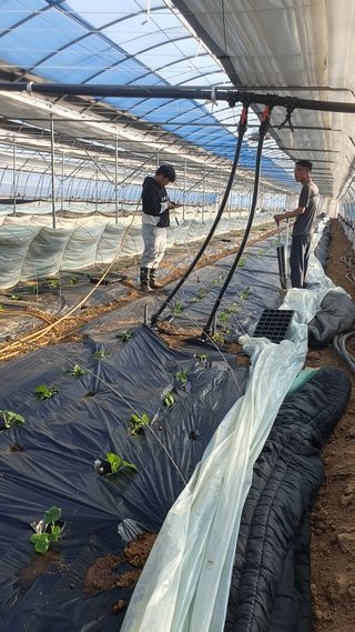 김인선님의 오이 · 자유게시판 작성글 사진