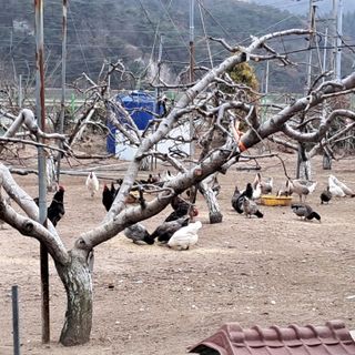 유림농원 윤승호님의 함께 일하는 동료는 몇명인가요? · 참여글 작성글 사진