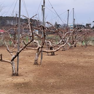 유림농원 윤승호님의 함께 일하는 동료는 몇명인가요? · 참여글 작성글 사진