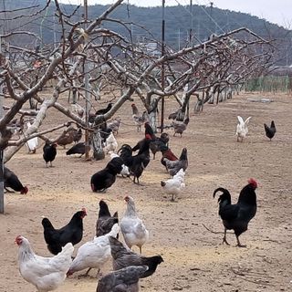 유림농원 윤승호님의 함께 일하는 동료는 몇명인가요? · 참여글 작성글 사진