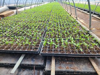 박수열님의 고추 · 파종•정식 작성글 사진