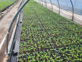 박수열님의 고추 · 파종•정식 작성글 사진