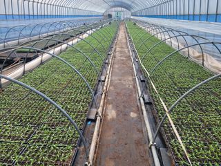 박수열님의 고추 · 파종•정식 작성글 사진