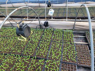 박수열님의 고추 · 파종•정식 작성글 사진