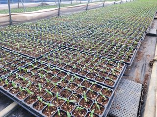 박수열님의 고추 · 파종•정식 작성글 사진