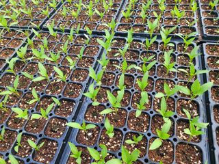 박수열님의 고추 · 파종•정식 작성글 사진