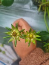 팜모닝 딸기·병해충상담 게시글 이미지