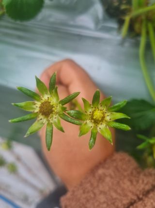 낙엽교목류15054님의 딸기 · 병해충상담 작성글 사진