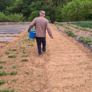농부여사님의 함께 일하는 동료는 몇명인가요? · 참여글 작성글 사진