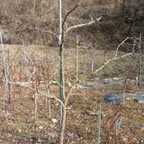 팜모닝 블루베리·자유게시판 게시글 이미지