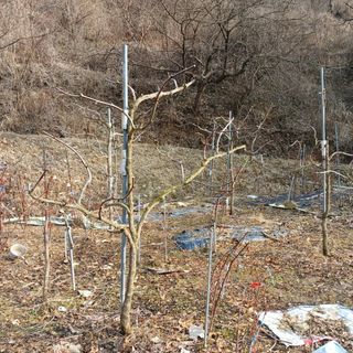 행복한일상님의 블루베리 · 자유게시판 작성글 사진