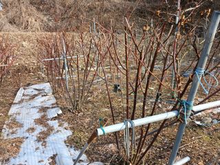 행복한일상님의 블루베리 · 자유게시판 작성글 사진