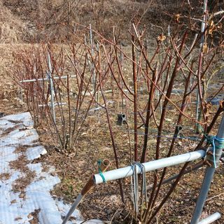 행복한일상님의 블루베리 · 자유게시판 작성글 사진