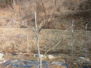 행복한일상님의 블루베리 · 자유게시판 작성글 사진