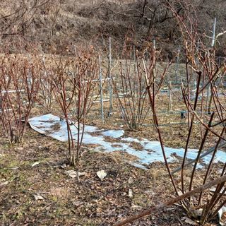 행복한일상님의 블루베리 · 자유게시판 작성글 사진