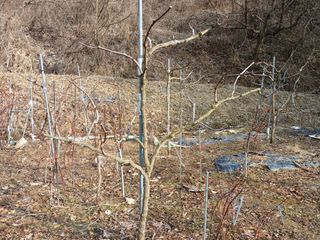 행복한일상님의 블루베리 · 자유게시판 작성글 사진