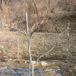 행복한일상님의 블루베리 · 자유게시판 작성글 사진