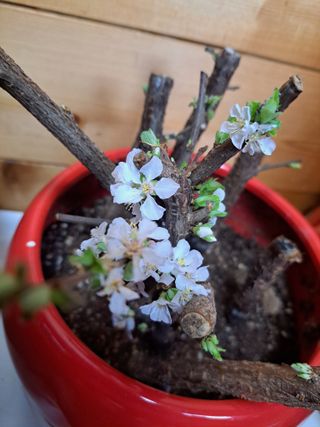 온시디움님의 기타작물 · 자유게시판 작성글 사진