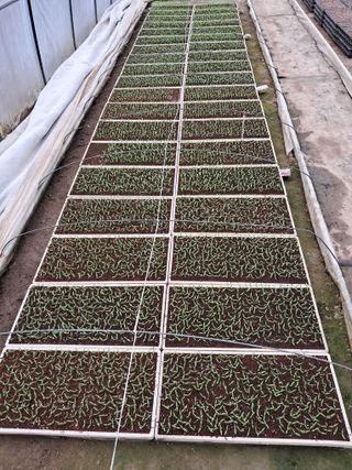 마정숙님의 고추 · 일상 작성글 사진